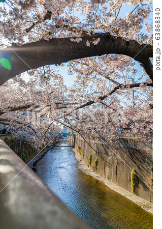 日本の春 東京都板橋区 石神井川沿いの桜並木 63868340