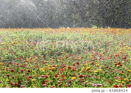 ジニアの花と水しぶき ジニアの花と水しぶき 63868424