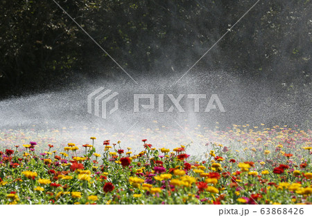 ジニアの花と水しぶき ジニアの花と水しぶき 63868426