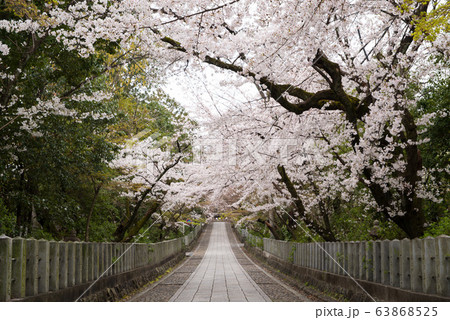 桜坂 桜坂 63868525
