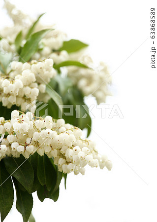 アセビの花 アセビの花 63868589