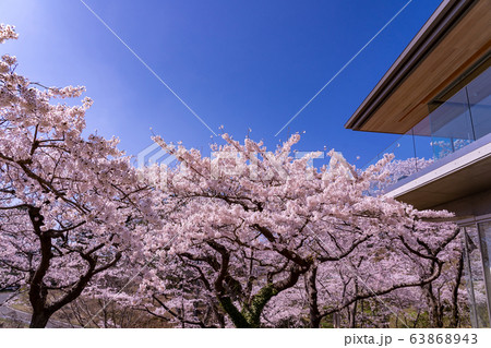 宮城県　松島町　満開の桜と西行戻しの松公園内にあるカフェの建物 63868943