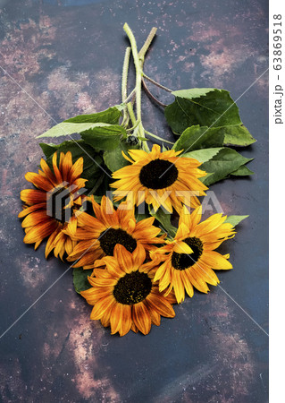 High angle close up of a bunch of freshly picked sunflowers on grey background. 63869518