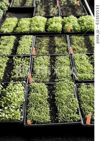 High angle close up of crates with a selection of freshly planted seedlings. 63869533