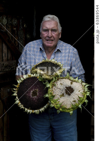 Smiling man with grey hair wearing checked shirt holding three large sunflowers, looking at camera. 63869544