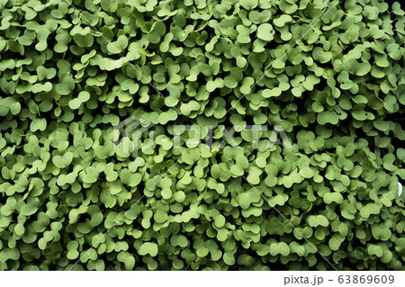 High angle close up of fresh green garden cress. 63869609