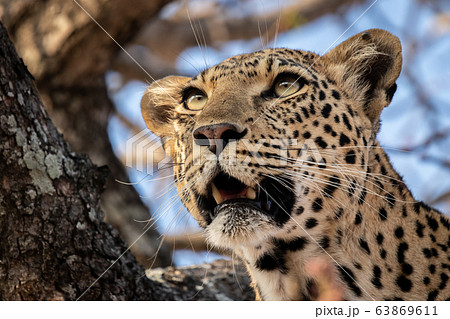The head of a leopard, Panthera pardus, in a tree, mouth open, looking out of frame The head of a leopard, Panthera pardus, in a tree, mouth open, looking out of frame 63869611