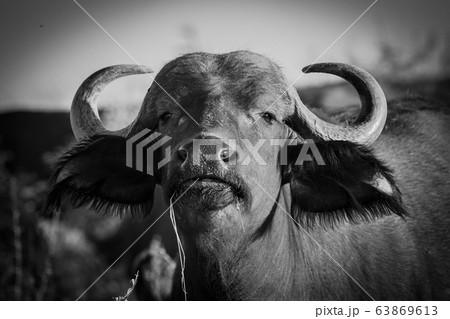 A head shot of a buffalo, Syncerus caffer, direct gaze, black and white, ears facing forward 63869613