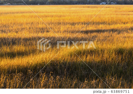 Salt marshes landscape on a coastal island Salt marshes landscape on a coastal island 63869751