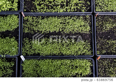 High angle close up of crates with a selection of freshly planted seedlings. 63869756