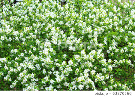 リキュウバイの花 リキュウバイの花 63870566