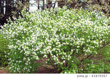 リキュウバイの花 リキュウバイの花 63870567