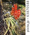 Flower Wild orchid Orange on nature. 63870588