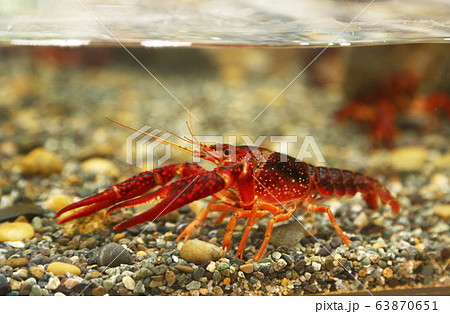 アメリカザリガニ アメリカザリガニ 63870651