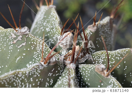 サボテン般若の棘 63871140