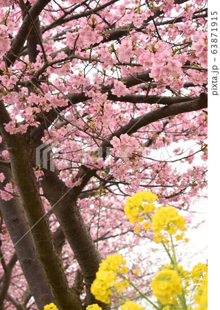 河津桜と菜の花 63871915