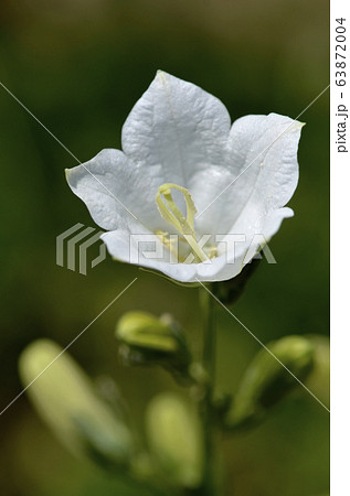 白桔梗 63872004