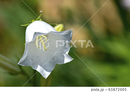 白桔梗 63872005