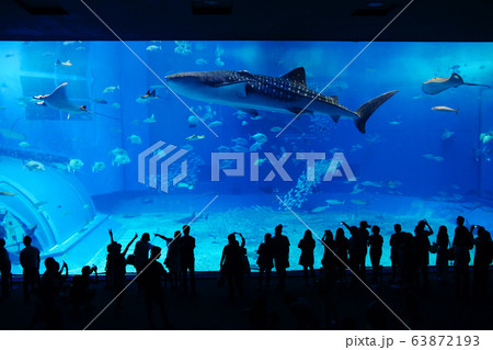 水族館　魚 63872193