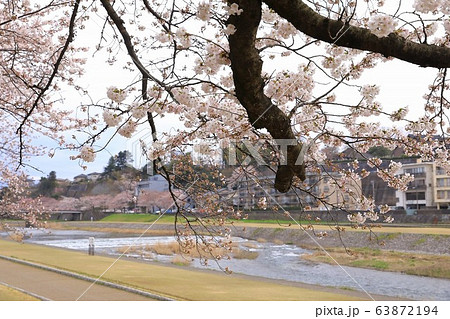 犀川沿いの桜並木 63872194