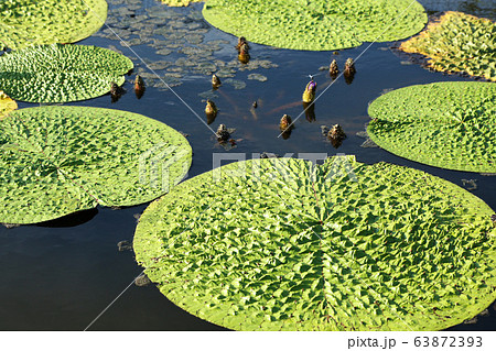 オニバス オニバス 63872393