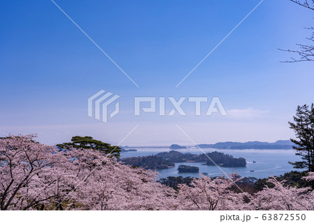 宮城県 松島町 満開の桜と西行戻しの松公園 春の松島湾 宮城県 松島町 満開の桜と西行戻しの松公園 春の松島湾 63872550