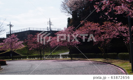 ゆうゆう十王の陽光桜 63872656