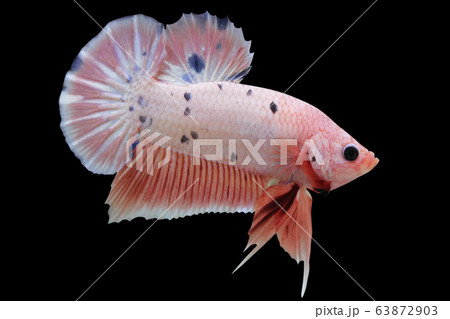 Betta Pink Marble Dot Halfmoon Plakat HMPK Male or Plakat Fighting Fish Splendens On Black Background. Betta Pink Marble Dot Halfmoon Plakat HMPK Male or Plakat Fighting Fish Splendens On Black Background. 63872903