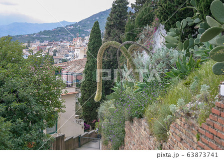 Drooping flower stem of Agave Attenuata plant in 63873741