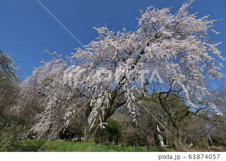 岩屋寺の枝垂桜 63874057