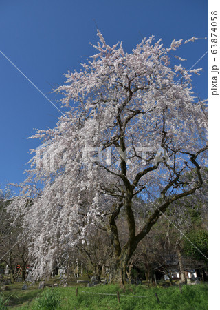 岩屋寺の枝垂桜 岩屋寺の枝垂桜 63874058