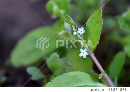 キュウリグサ 63874078