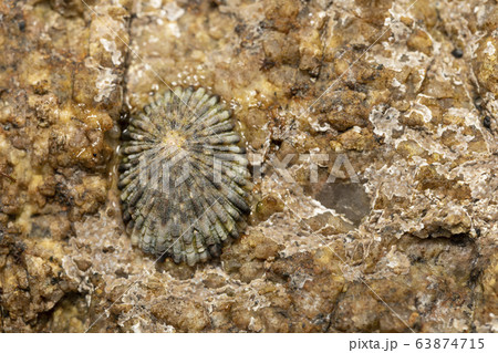 ヨメガカサ 63874715