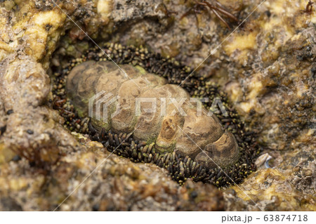 ヒザラガイ 63874718