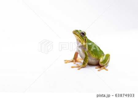 アマガエル 日本雨蛙 学名 Hyla Japonica 白背景の写真素材