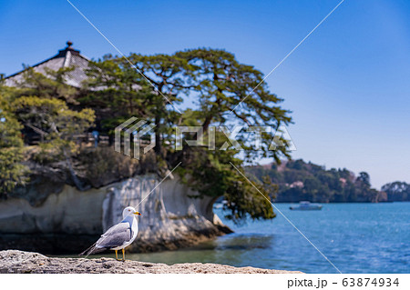 宮城県　松島　五大堂の前にカモメ 63874934