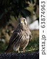 Kestrel 63874963