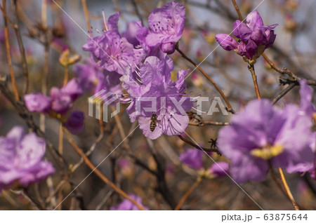 ツツジ 芽 花 63875644