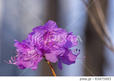 花びら 葉 ピンク 63875665