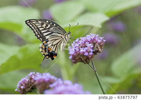 アゲハ 63875797