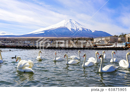 【山梨県】雪化粧の富士山と山中湖と白鳥 【山梨県】雪化粧の富士山と山中湖と白鳥 63875905