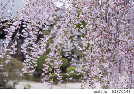 枝垂れ桜 63876143