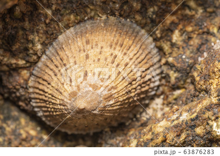 ベッコウガサ 63876283