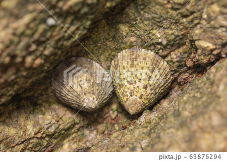 ベッコウガサ ベッコウガサ 63876294