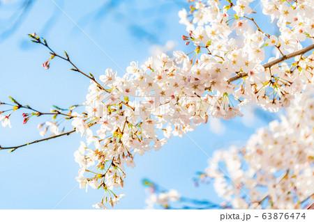 日本の春 東京都板橋区 石神井川沿いの桜 63876474