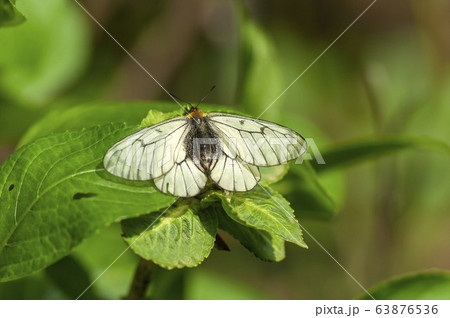 ウスバシロチョウ ウスバシロチョウ 63876536