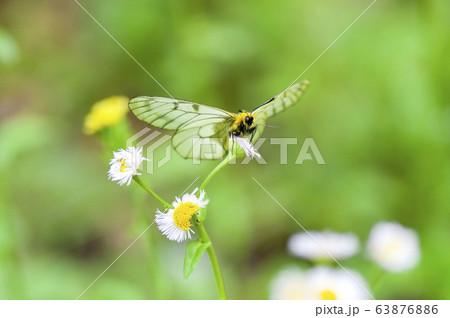 ウスバシロチョウ ウスバシロチョウ 63876886
