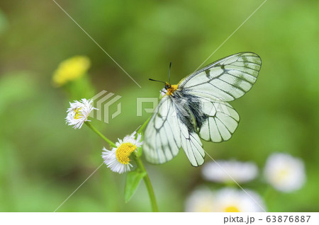 ウスバシロチョウ ウスバシロチョウ 63876887