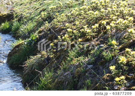 満開の福寿草 63877209