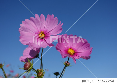 満開のコスモス　秋桜 63877258